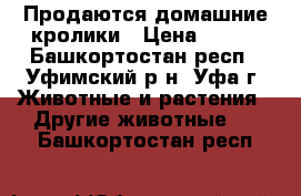 Продаются домашние кролики › Цена ­ 300 - Башкортостан респ., Уфимский р-н, Уфа г. Животные и растения » Другие животные   . Башкортостан респ.